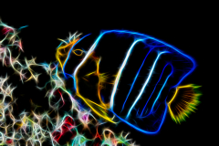 Fractal Art - Blue Angelfish Juvenile - Holacanthus bermudensis