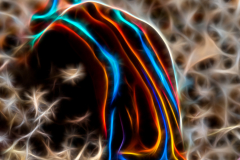 Fractal Art - Chelidonura hirundinina