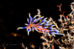 Fractal Art - Coryphellina marcusorum