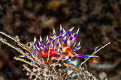 Fractal Art - Coryphellina marcusorum
