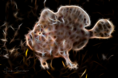 Fractal Art - Dwarf frogfish - Antennarius pauciradiatus