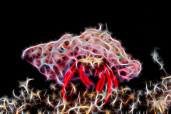 Fractal Art - Hermit Crab