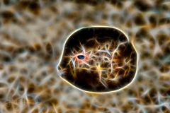 Fractal Art - Lactophrys trigonus - Buffalo Trunkfish