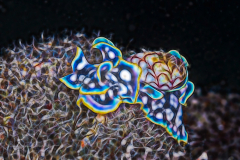 Fractal Art - Micromelo undatus