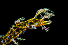 Fractal Art - Pipehorse - Acentronura dendritica