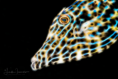 Fractal Art - Scrawled filefish - Aluterus scrip tus