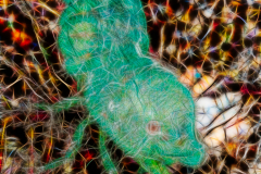 Fractal Art - Shrimp - Trachycaris rugosa