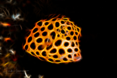 Fractal Art - Spotted Trunkfish - Lactophrys bicaudalis