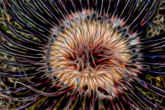 Fractal Art - Tube Anemone