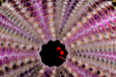 Fractal Art - Urchin Shell