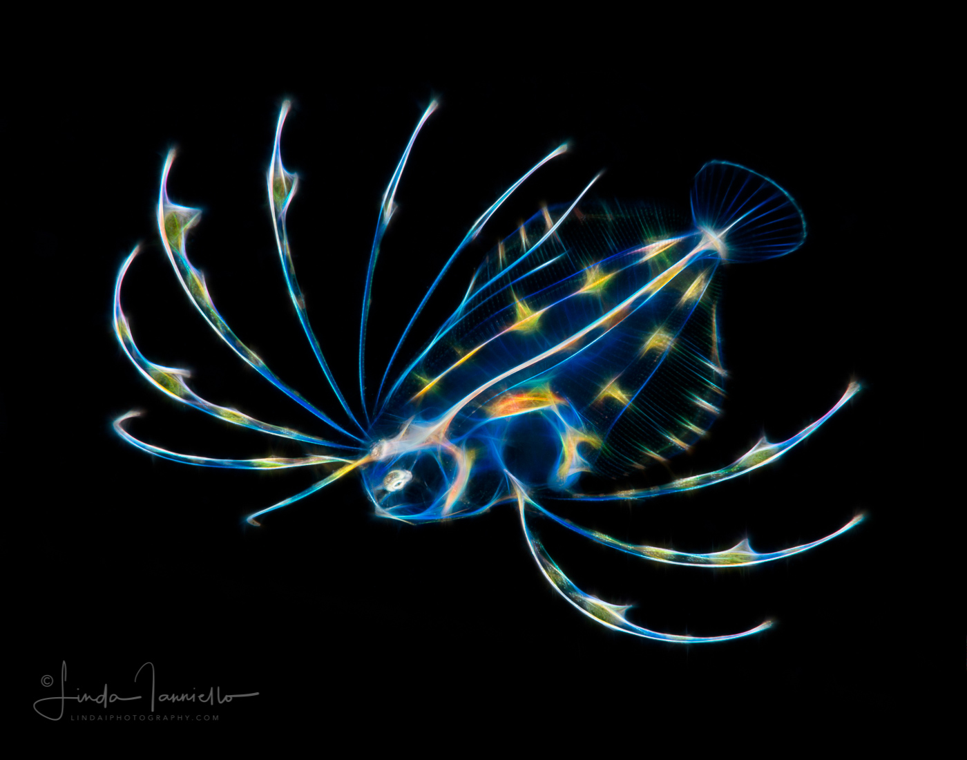 Flounder Larva - Spotfin - Cyclopsetta fimbriata