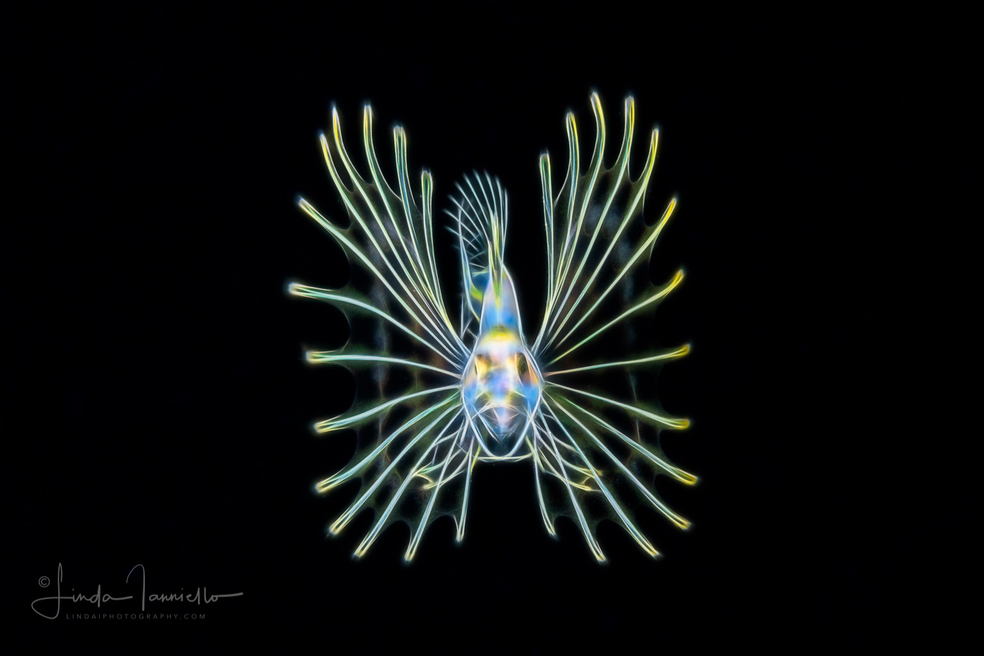 Lionfish Larva - Pterois sp.