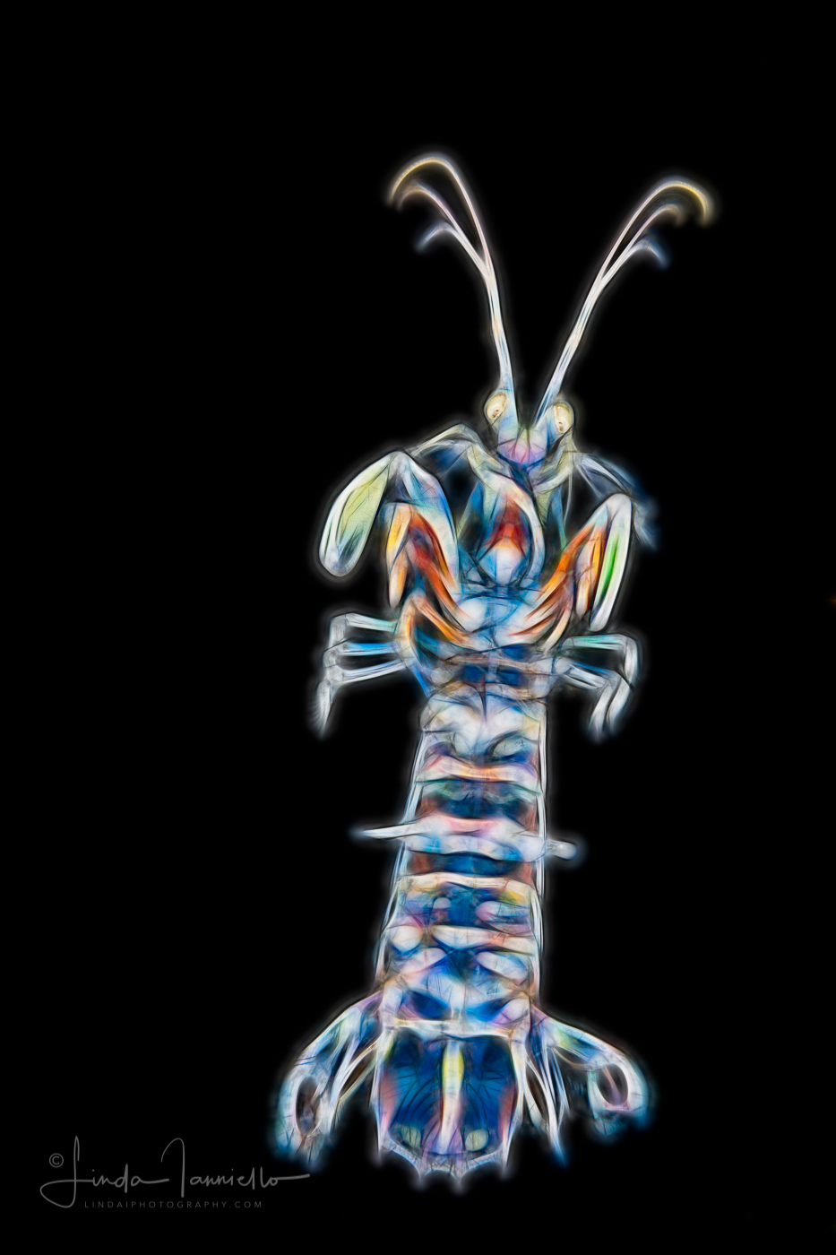 Mantis Shrimp - Stomatopoda