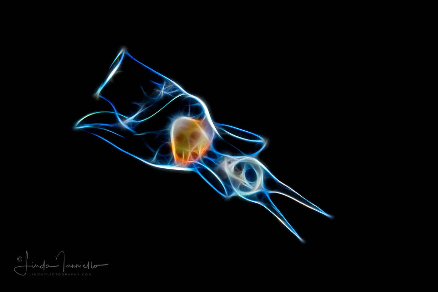 Sea Angel - Gymnosome - Pelagic Opisthobranch -  Possibly Pneumodermopsis species