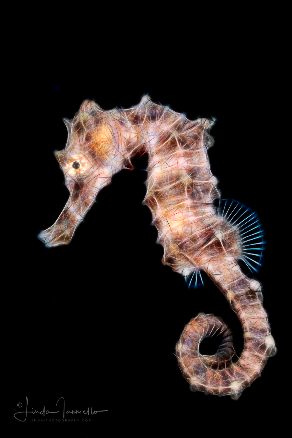 Seahorse - Lined - Hippocampus erectus