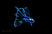 Tripod Fish Larva - Bathypterois Tripod Fish Larva - Bathypterois