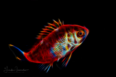 Anthias - Serranidae - Anthiinae - Pseudanthias sp.
