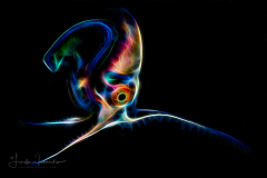 Female Blanket Octopus - Tremoctopus violaceus