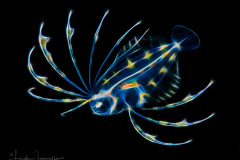 Flounder Larva - Spotfin - Cyclopsetta fimbriata