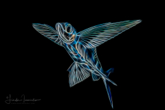 Flyingfish - Exocoetidae