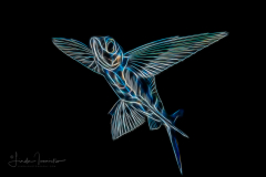 Flyingfish - Exocoetidae