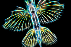 Flyingfish - Exocoetidae