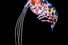 Hyperiid Amphipod