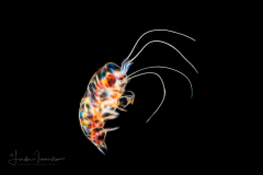 Hyperiid Amphipod
