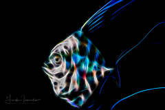 Jack - African Pompano - Juvenile - Alectis ciliaris