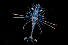 Larva of a Hippolytidae or Lysmatidae Shrimp