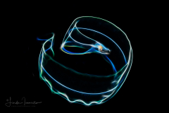 Leptocephalus Eel Larva