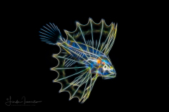 Lionfish Larva - Pterois sp.