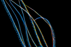 Longarm Octopus - Macrotritopus sp.