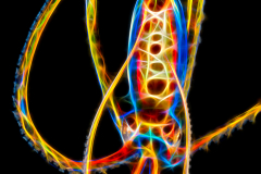 Longarm Octopus - Macrotritopus sp.