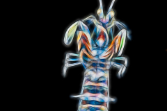 Mantis Shrimp - Stomatopoda