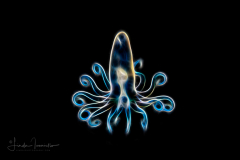 Pelagic Larval Stage of a Tube Anemone