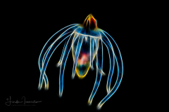 Pelagic Larval Stage of a Tube Anemone