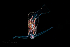 Pelagic Nudibranch - Probably Phylliroe bucephala