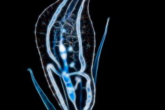 Pelagic Nudibranch - Probably Phylliroe bucephala