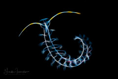 Pelagic Polychaete Worm - Tomopteris