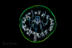 Phronima - Pelagic Amphipod - With Babies