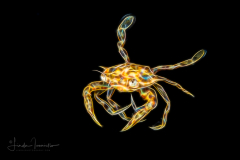 Sargassum Swimming Crab - Portunus sayi