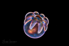 Sea Anemone Larva - Actiniaria