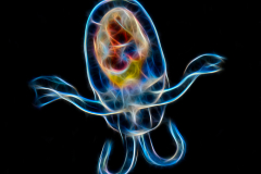 Sea Angel - Gymnosome Pteropod - Hydromyles globulosus