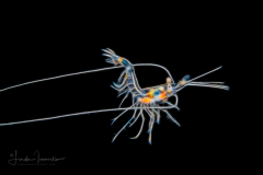 Shrimp - Solenocerid