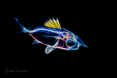 Squirrelfish Larva - Holocentrus - Holocentridae