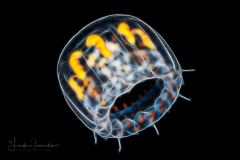 Thimble Jellyfish - Scyphozoa  - Coronatae - Linuche unguiculata