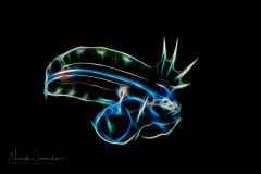 Tonguefish Larva - Cynoglossidae - Symphurus sp.