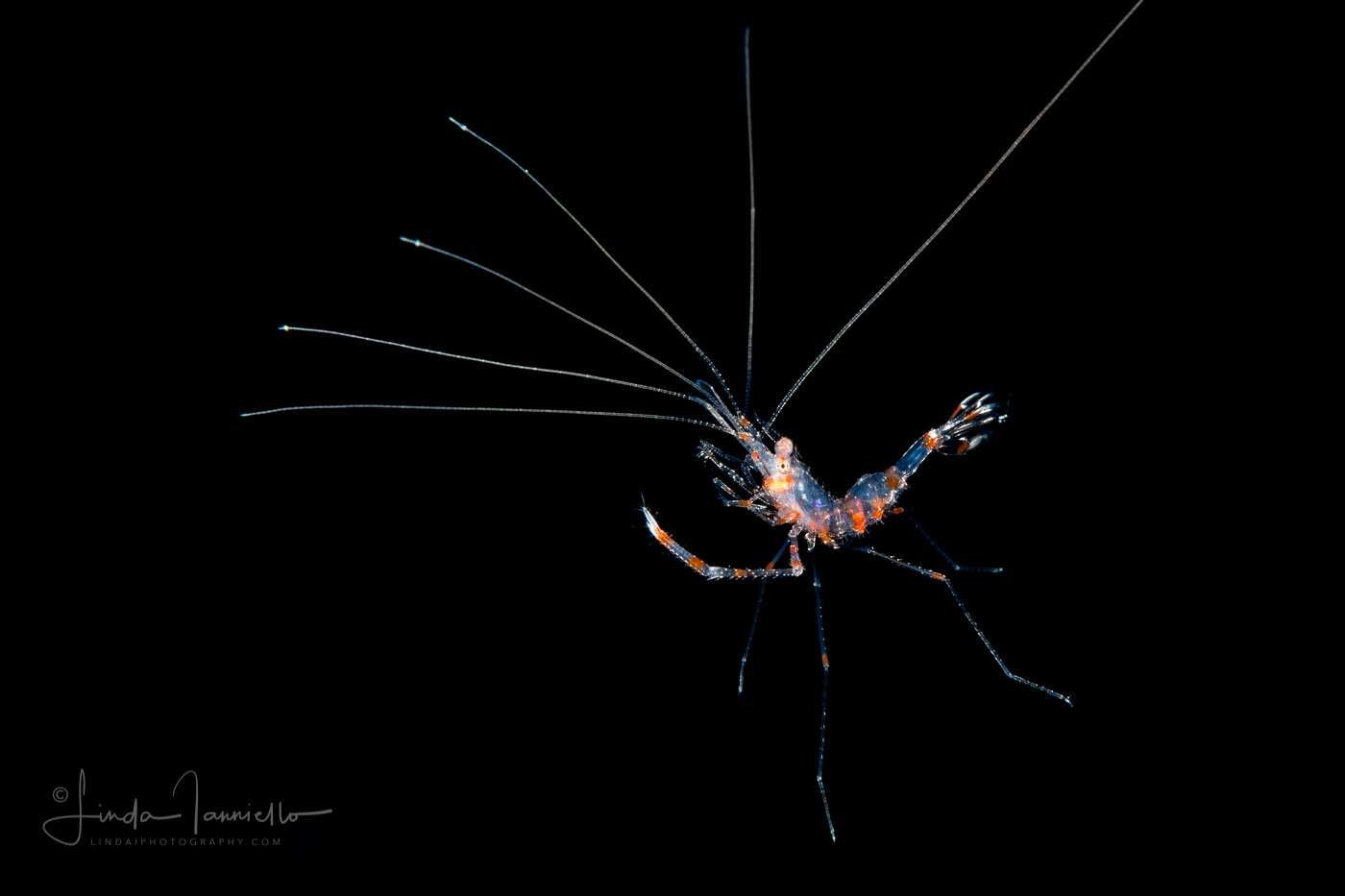 Banded Coral Shrimp Megalopa Larva - Stenopodidae - Stenopus hispidus