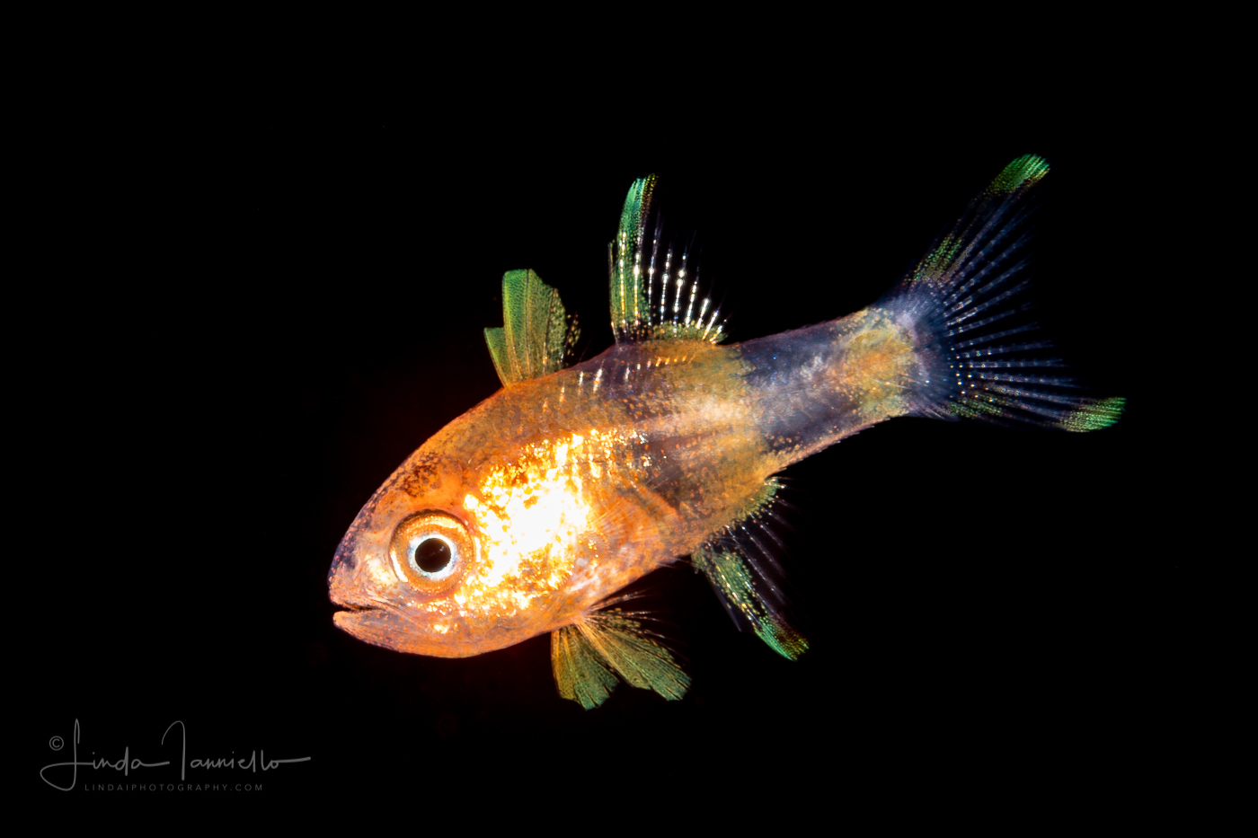 Cardinalfish - Apogonidae Family - Apogon sp.